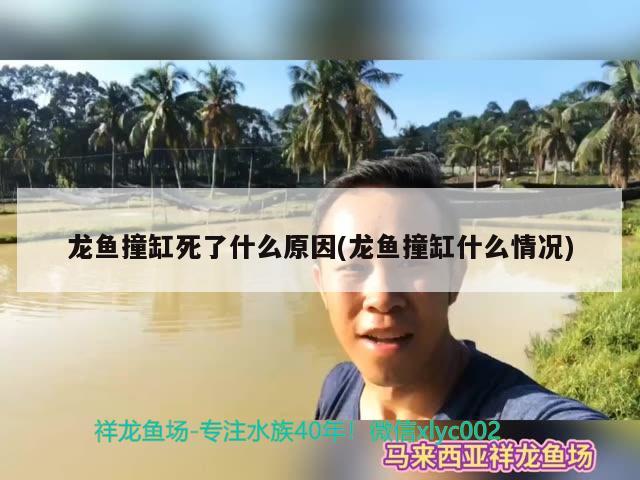 龙鱼撞缸死了什么原因(龙鱼撞缸什么情况) 喷点菠萝鱼 第1张