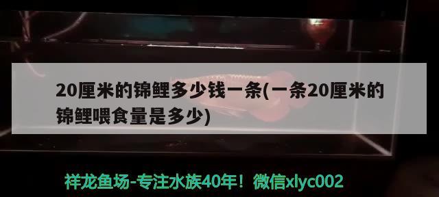 20厘米的锦鲤多少钱一条(一条20厘米的锦鲤喂食量是多少) 观赏鱼 第1张