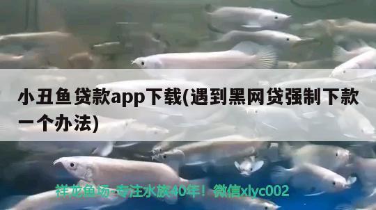 小丑鱼贷款app下载(遇到黑网贷强制下款一个办法) 海水鱼 第2张