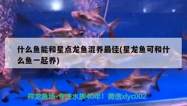 什么鱼能和星点龙鱼混养最佳(星龙鱼可和什么鱼一起养) 泰国斗鱼 第3张