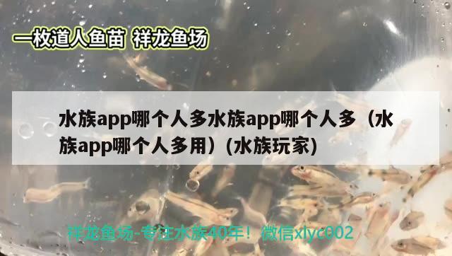 水族app哪个人多水族app哪个人多（水族app哪个人多用）(水族玩家) 球鲨鱼