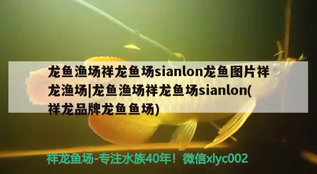 龙鱼渔场祥龙鱼场sianlon龙鱼图片祥龙渔场|龙鱼渔场祥龙鱼场sianlon(祥龙品牌龙鱼鱼场) 祥龙鱼场