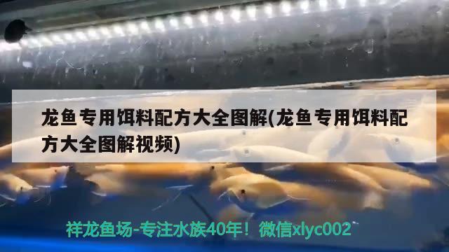 龙鱼专用饵料配方大全图解(龙鱼专用饵料配方大全图解视频) 国产元宝凤凰鱼 第1张