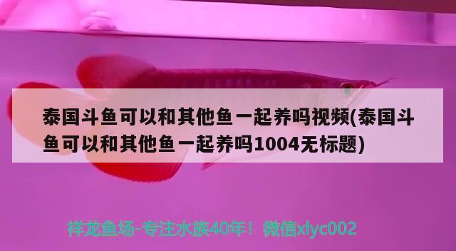 泰国斗鱼可以和其他鱼一起养吗视频(泰国斗鱼可以和其他鱼一起养吗1004无标题)