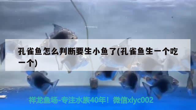 孔雀鱼怎么判断要生小鱼了(孔雀鱼生一个吃一个) 观赏鱼