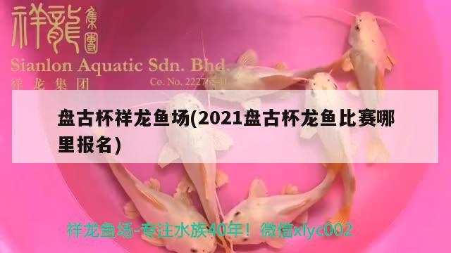 盘古杯祥龙鱼场(2021盘古杯龙鱼比赛哪里报名) 祥龙鱼场