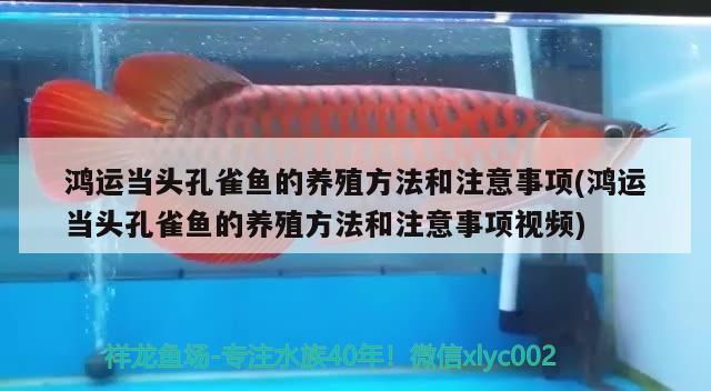 鸿运当头孔雀鱼的养殖方法和注意事项(鸿运当头孔雀鱼的养殖方法和注意事项视频)