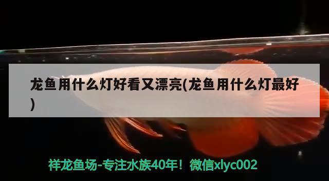 龙鱼用什么灯好看又漂亮(龙鱼用什么灯最好)