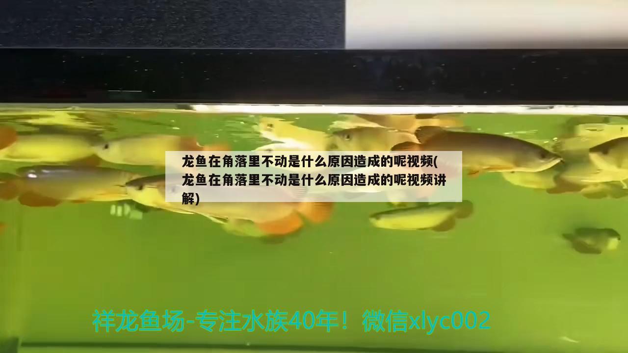 龙鱼在角落里不动是什么原因造成的呢视频(龙鱼在角落里不动是什么原因造成的呢视频讲解)