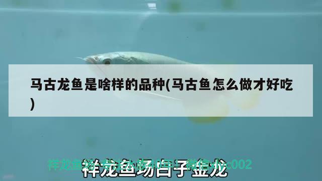 马古龙鱼是啥样的品种(马古鱼怎么做才好吃) 眼斑鱼