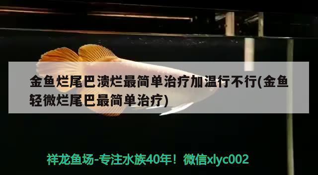 金鱼烂尾巴溃烂最简单治疗加温行不行(金鱼轻微烂尾巴最简单治疗) 观赏鱼