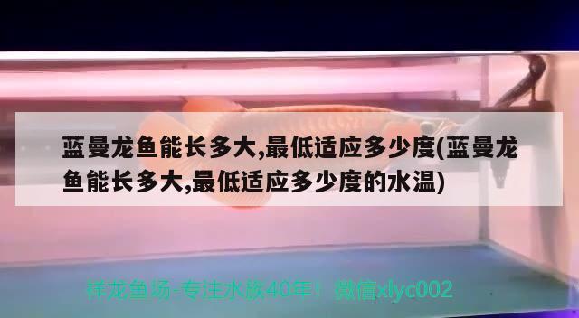 蓝曼龙鱼能长多大,最低适应多少度(蓝曼龙鱼能长多大,最低适应多少度的水温) 观赏鱼