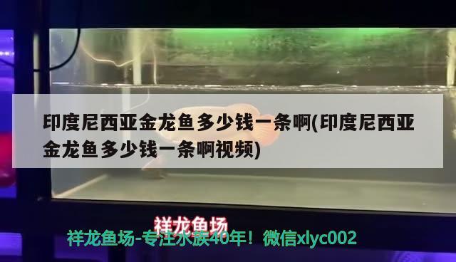 印度尼西亚金龙鱼多少钱一条啊(印度尼西亚金龙鱼多少钱一条啊视频)