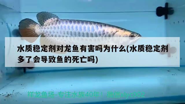 水质稳定剂对龙鱼有害吗为什么(水质稳定剂多了会导致鱼的死亡吗)