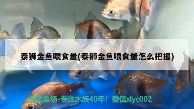 泰狮金鱼喂食量(泰狮金鱼喂食量怎么把握)