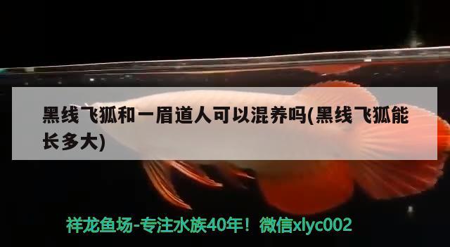 黑线飞狐和一眉道人可以混养吗(黑线飞狐能长多大) 一眉道人鱼