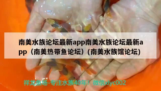 南美水族论坛最新app南美水族论坛最新app（南美热带鱼论坛）(南美水族馆论坛)