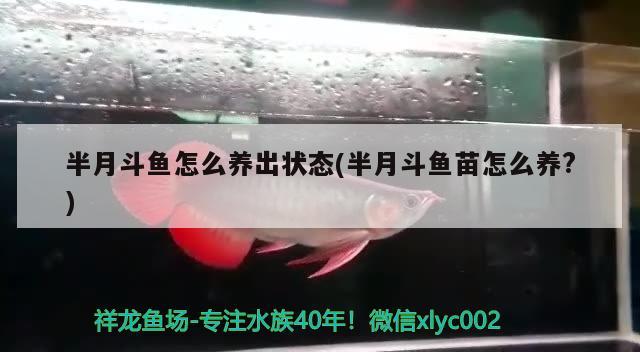 半月斗鱼怎么养出状态(半月斗鱼苗怎么养?)