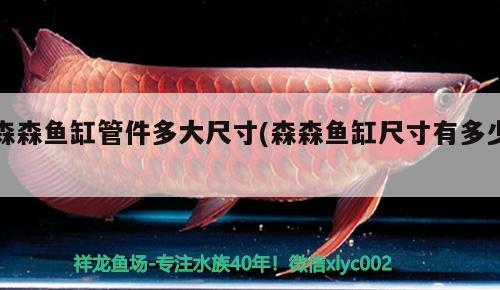 森森鱼缸管件多大尺寸(森森鱼缸尺寸有多少) 红眼黄化幽灵火箭鱼|皇家火箭鱼