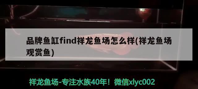 品牌鱼缸find祥龙鱼场怎么样(祥龙鱼场观赏鱼)