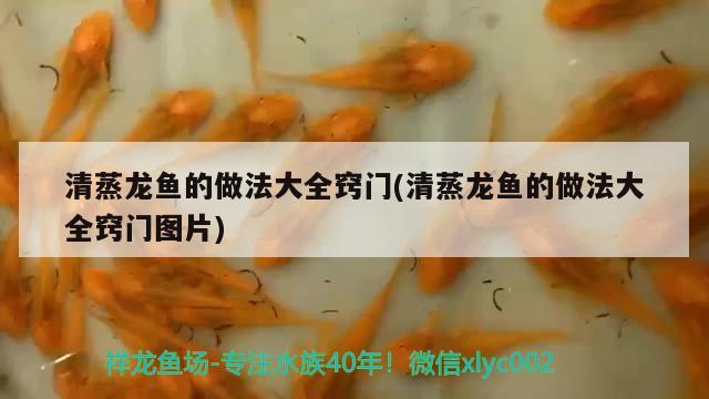 清蒸龙鱼的做法大全窍门(清蒸龙鱼的做法大全窍门图片) 奈及利亚红圆点狗头 第2张