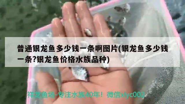 普通银龙鱼多少钱一条啊图片(银龙鱼多少钱一条?银龙鱼价格水族品种)