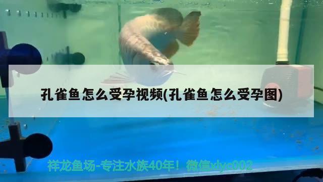 孔雀鱼怎么受孕视频(孔雀鱼怎么受孕图)