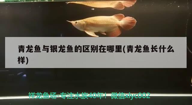 青龙鱼与银龙鱼的区别在哪里(青龙鱼长什么样)