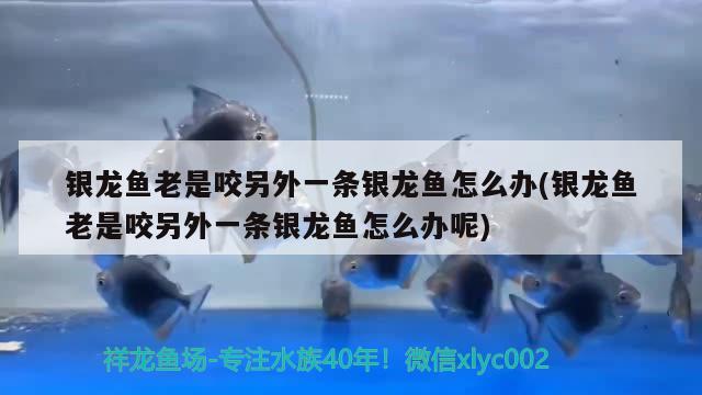 银龙鱼老是咬另外一条银龙鱼怎么办(银龙鱼老是咬另外一条银龙鱼怎么办呢)