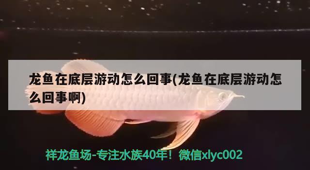 龙鱼在底层游动怎么回事(龙鱼在底层游动怎么回事啊) 一眉道人鱼