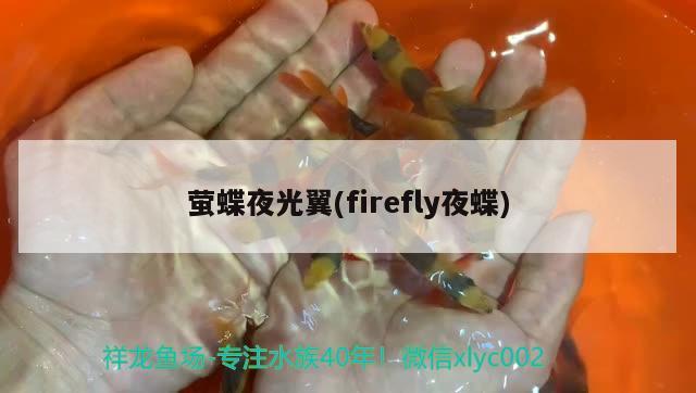 萤蝶夜光翼(firefly夜蝶)