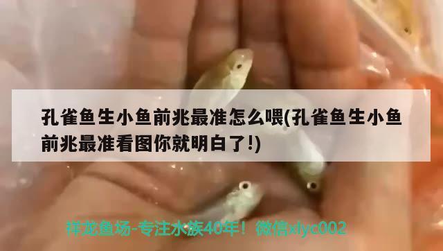 孔雀鱼生小鱼前兆最准怎么喂(孔雀鱼生小鱼前兆最准看图你就明白了!)