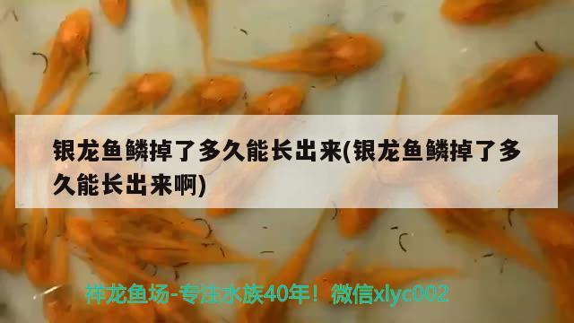 银龙鱼鳞掉了多久能长出来(银龙鱼鳞掉了多久能长出来啊) 银龙鱼