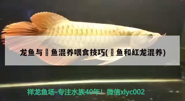 龙鱼与魟鱼混养喂食技巧(魟鱼和红龙混养) 祥龙水族医院