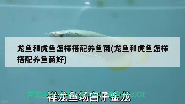 龙鱼和虎鱼怎样搭配养鱼苗(龙鱼和虎鱼怎样搭配养鱼苗好)