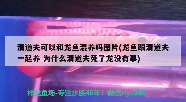 清道夫可以和龙鱼混养吗图片(龙鱼跟清道夫一起养为什么清道夫死了龙没有事)