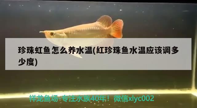 珍珠虹鱼怎么养水温(红珍珠鱼水温应该调多少度)