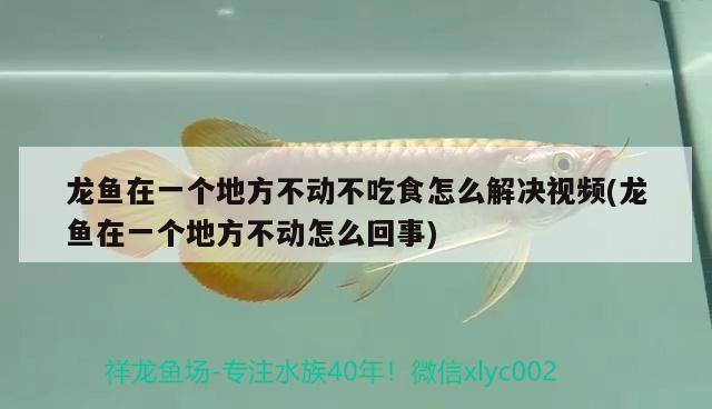 龙鱼在一个地方不动不吃食怎么解决视频(龙鱼在一个地方不动怎么回事) 刀鱼鱼