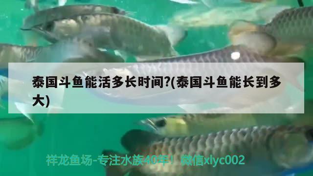 泰国斗鱼能活多长时间?(泰国斗鱼能长到多大)