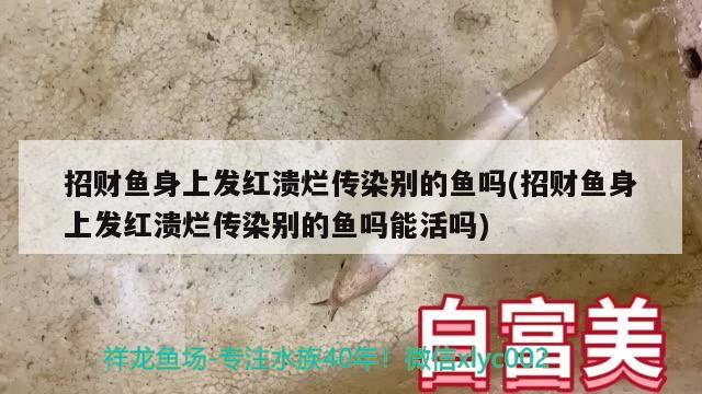 招财鱼身上发红溃烂传染别的鱼吗(招财鱼身上发红溃烂传染别的鱼吗能活吗)