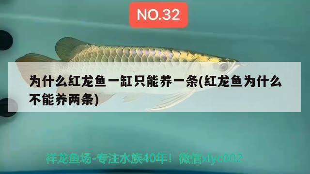 为什么红龙鱼一缸只能养一条(红龙鱼为什么不能养两条) 古典过背金龙鱼