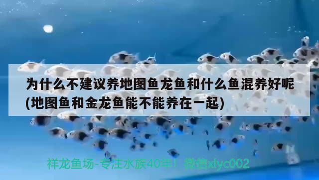 为什么不建议养地图鱼龙鱼和什么鱼混养好呢(地图鱼和金龙鱼能不能养在一起)