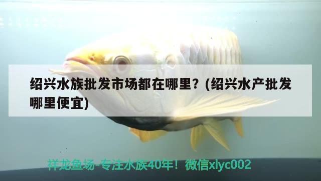 绍兴水族批发市场都在哪里？(绍兴水产批发哪里便宜)