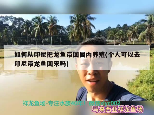 如何从印尼把龙鱼带回国内养殖(个人可以去印尼带龙鱼回来吗)