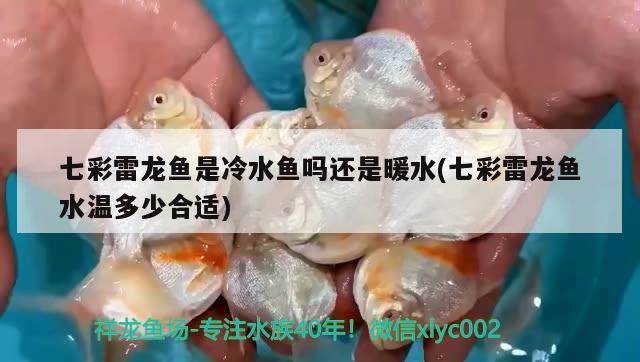 七彩雷龙鱼是冷水鱼吗还是暖水(七彩雷龙鱼水温多少合适) 虎斑恐龙鱼