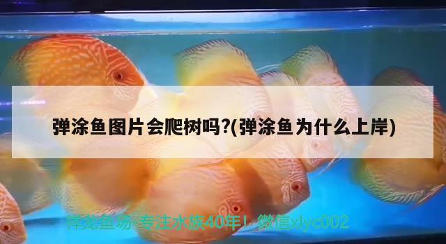 弹涂鱼图片会爬树吗?(弹涂鱼为什么上岸) 观赏鱼