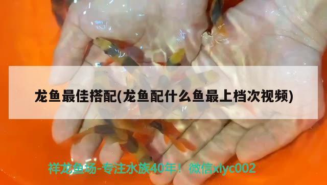 龙鱼最佳搭配(龙鱼配什么鱼最上档次视频)