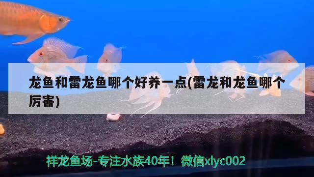 龙鱼和雷龙鱼哪个好养一点(雷龙和龙鱼哪个厉害)