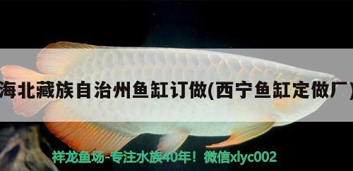 海北藏族自治州鱼缸订做(西宁鱼缸定做厂) 元宝鲫