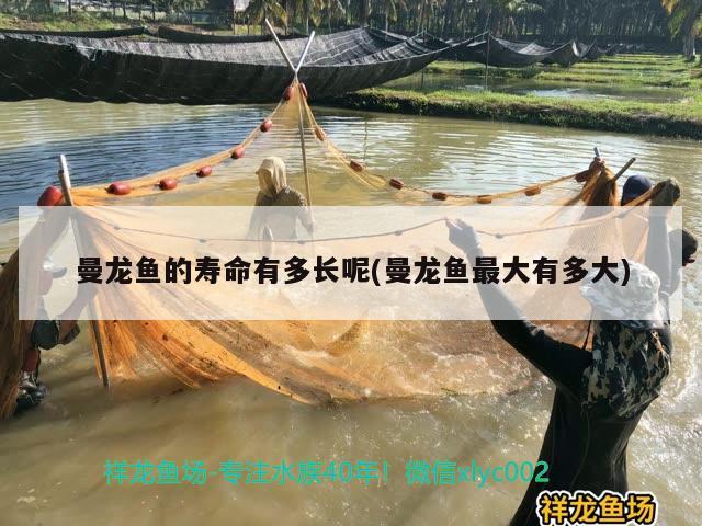 曼龙鱼的寿命有多长呢(曼龙鱼最大有多大) 广州水族器材滤材批发市场